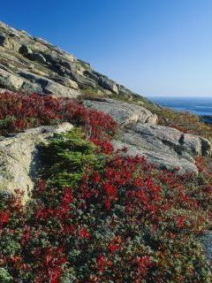 Blueberry Foliage, Acadia National Park, Maine.jpg